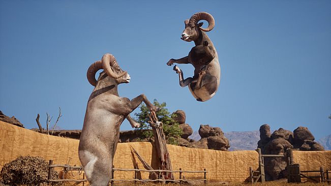 Ram Fights