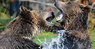 Good puzzle: Animals - Wallpapers