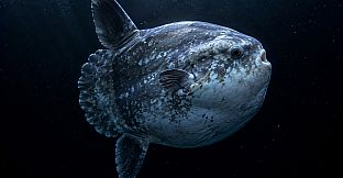 Puzzle Marine Fish Artbook