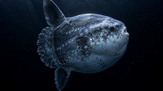 Puzzle Marine Fish Artbook