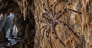 Puzzle Spiders