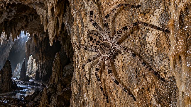 Puzzle Spiders