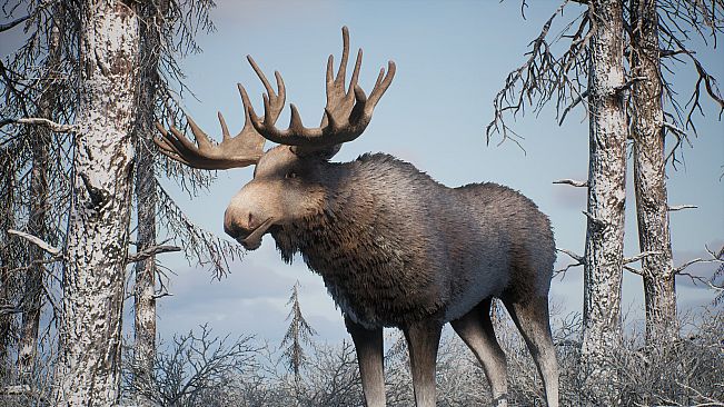 PROJECT HUNT - MANCHURIAN TAIGA