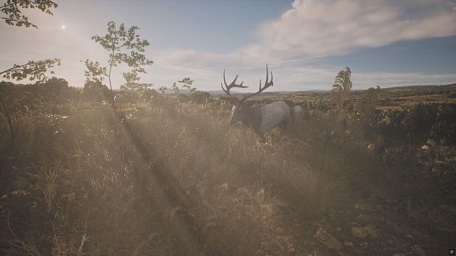PROJECT HUNT - LONE STAR HUNTING RANCH