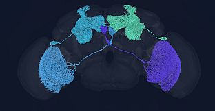 Crosstalk: The Experiments of the Connectome