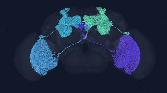 Crosstalk: The Experiments of the Connectome