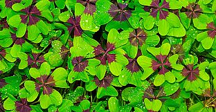 Master of Pieces: Jigsaw Puzzle - Macro Photos DLC