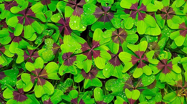 Master of Pieces: Jigsaw Puzzle - Macro Photos DLC