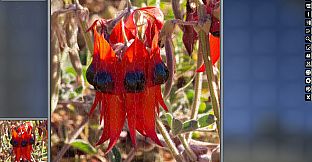 Jigsaw Puzzle Pack - Pixel Puzzles Ultimate: Australia