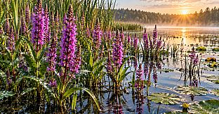 Puzzle Water Flowers