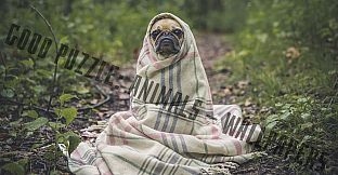 Good puzzle: Animals - Wallpapers