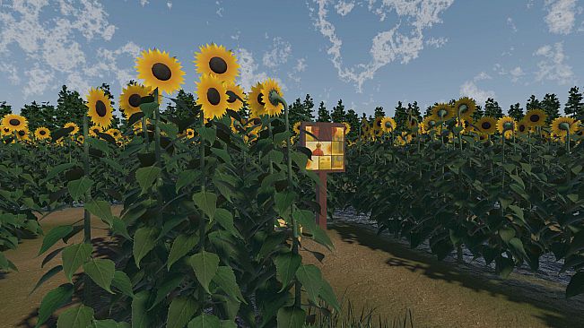 The Path of the Sunflower