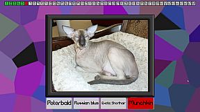 Test your knowledge: Cats