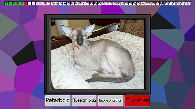 Test your knowledge: Cats