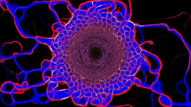 PHYSARUM: Slime Mold Simulator