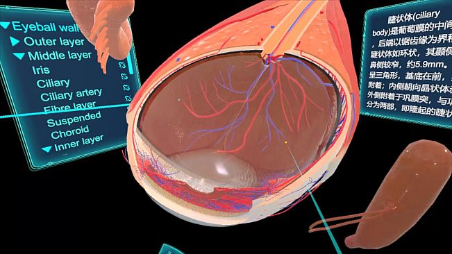 眼睛（眼球）结构研究