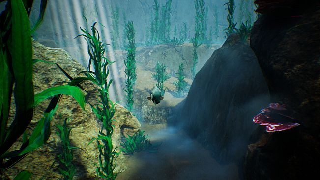 Tidepool