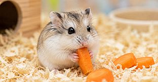 Puzzles Hamster