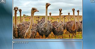 Super Jigsaw Puzzle: Generations - Birds Puzzles