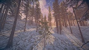 Birch Simulator