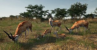 Animalia New African Skins