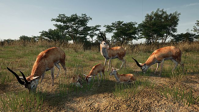 Animalia New African Skins