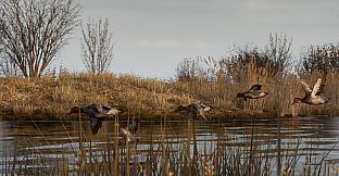 BULT: Hunting simulator