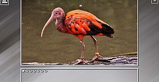 Super Jigsaw Puzzle: Generations - Random Animals Puzzles