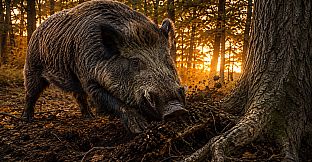 Puzzles Boars