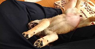 Shiba Mekuri 柴めくり