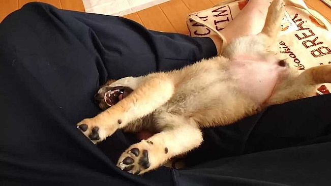 Shiba Mekuri 柴めくり