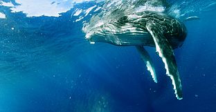 Swimming with Humpbacks