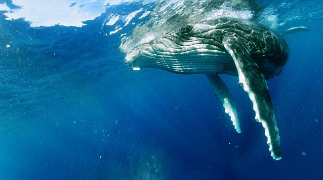 Swimming with Humpbacks
