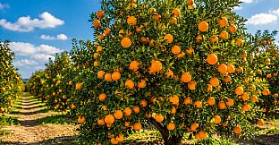 Puzzles Fruit