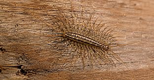 Puzzles Insect