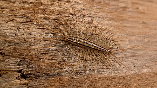 Puzzles Insect