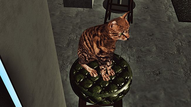 Billiard Cat