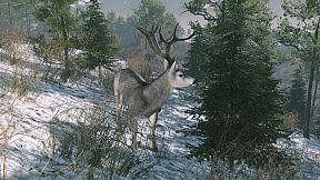 Pro Deer Hunting Out West