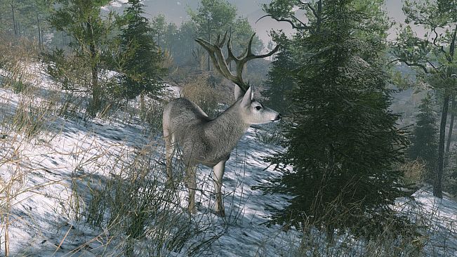 Pro Deer Hunting Out West