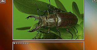 Super Jigsaw Puzzle: Generations - Bugs Puzzles