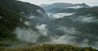 Wordless Forest