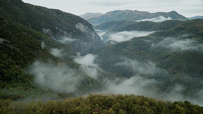 Wordless Forest