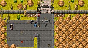 The Color of the Roses