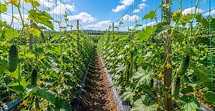 Puzzles: Vegetables