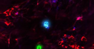 Forced Sacrifice: HEJLED Unlock All DLC