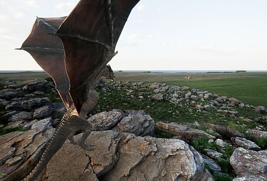 Undead: Rise of the Betrayed King