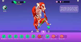 IDLE Animal Anatomy