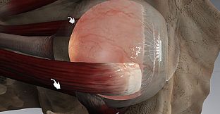 The Physiology of the Eye