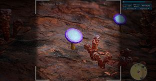 Morels: Out of this World