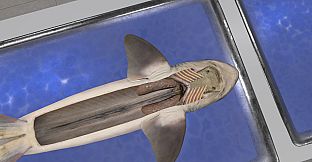 Dissection Simulator: Dogfish Edition